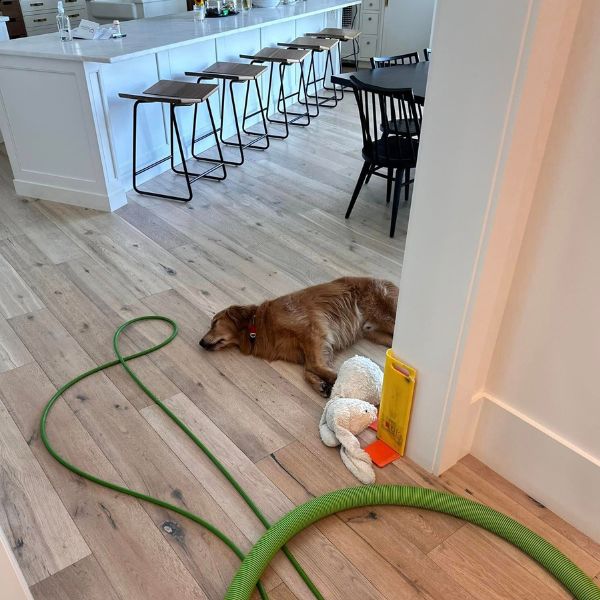 Pet Stain Removal Big Cove AL