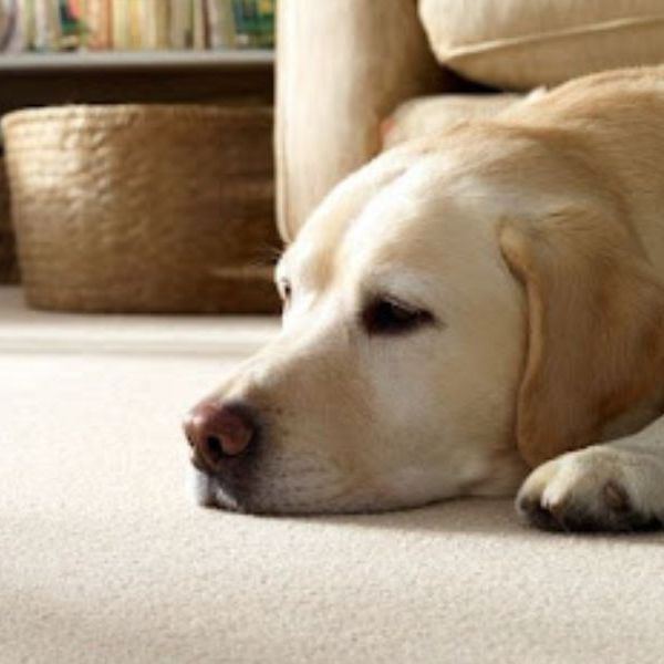 Pet Stain Removal Services